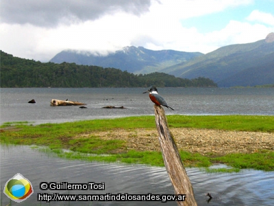 Foto Martín Pescador (Guillermo Tosi)