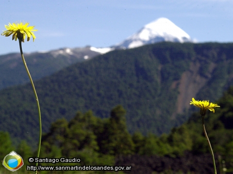 Fondo de Pantalla Flores silvestres (Santiago Gaudio)