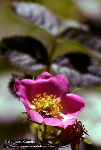 Foto Flor de la  Rosa Mosqueta (Santiago Gaudio)