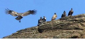 Los habitantes del bosque