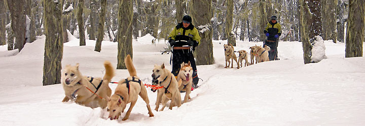 Trineos con perros siberianos - Santiago Gaudio