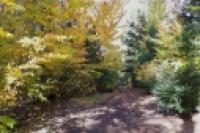 Foto Otoño en el bosque (Patricia Friedrich)
