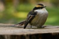 Foto Avifauna autóctona (Luciano Busca)