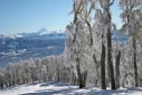 Foto Bosque invernal (Luciano Busca)