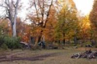 Panorámica 360º Bosque de lengas (Santiago Gaudio)